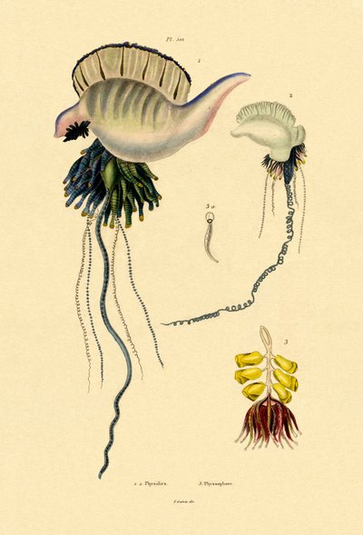 Portuguese Man-of-War by French School